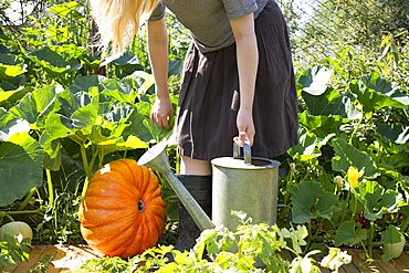 Caucasian woman carrying watering can in garden near pumpkin