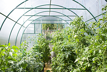 Vegetable garden in greenhouse