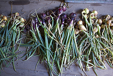 Root vegetables on wooden table