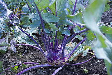 Close up of root vegetable