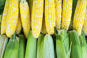 Fresh corn at market