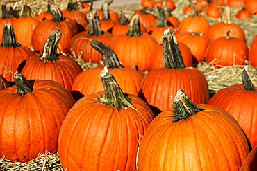 Large group of pumpkins