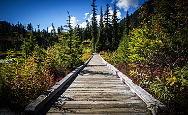 Wooden boardwalk in forest