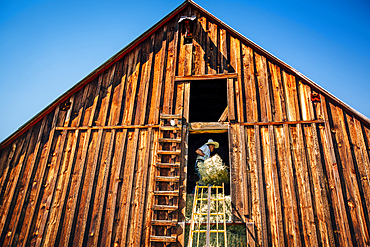 Caucasian farmer in barn lifting bale of hay