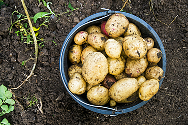 Bucket of potatoes in dirt