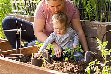 Caucasian mother and daughter planting seedling in garden