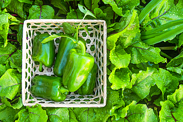 Close up of green peppers in basket on wet leaves