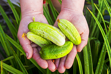 Close up of hands holding green cucumbers in grass