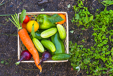 Close up of basket of fresh vegetables on garden soil