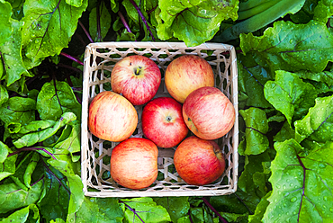 Close up of basket of red apples in wet leaves