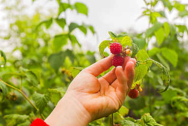 Hand holding ripe raspberry