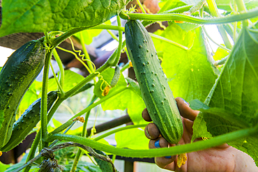 Hand holding fresh cucumber on vine