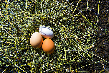 Fresh eggs on hay