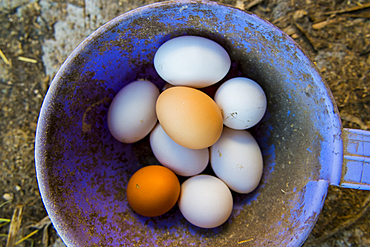 Bucket of fresh eggs