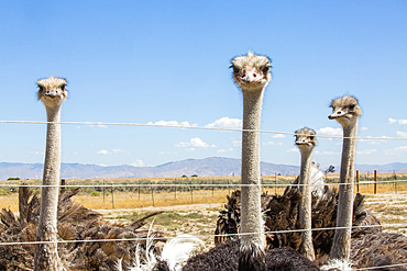 Portrait of ostriches behind fence