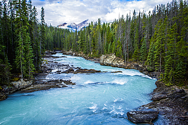 River rapids in forest