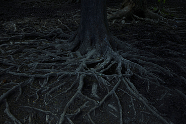 Gnarled roots of tree at night