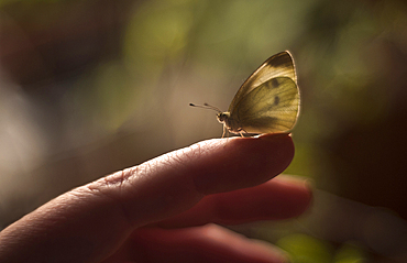 Moth standing on finger of Caucasian woman