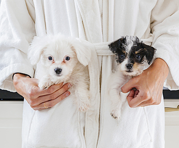 Caucasian woman wearing bathrobe carrying puppies in pockets