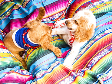 Puppies playing on multicolor blanket