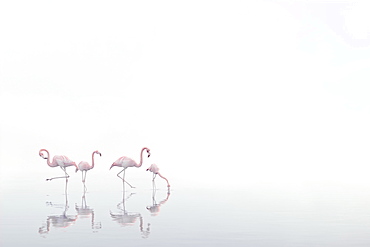 Flamingos wading in foggy water