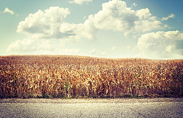 Road near brown agriculture crop field