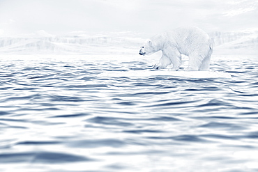 Polar bear floating on ice floe in ocean