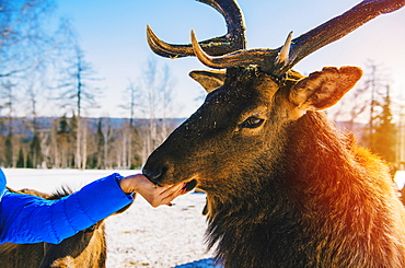 Woman feeding deer from hand in winter