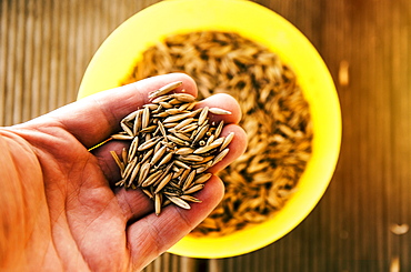 Hand holding grass seeds from bowl