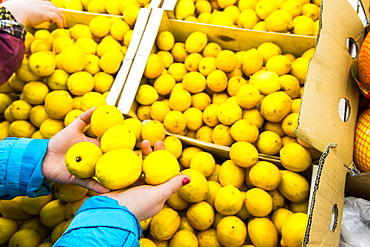 Hands of woman holding lemons from box