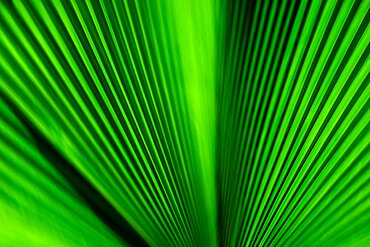 Close-up of green palm leaf