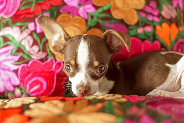 Chihuahua puppy lying on floral pillow