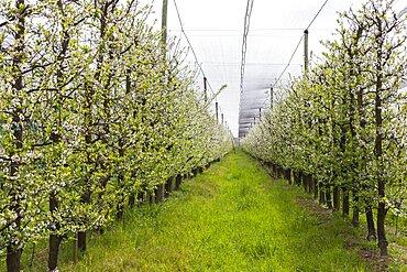 Rows of vines growing in vineyard