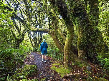 New Zealand, Taranaki, Egmont National Park, Hiker walking in forest