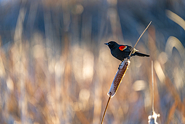 USA, Idaho, Bellevue, Red winged blackbird perching on cattail