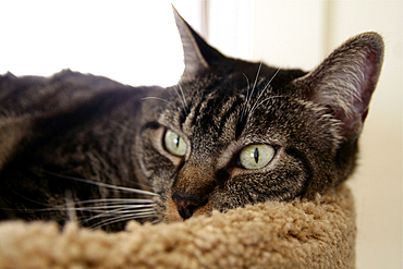 Domestic cat relaxing in pet bed