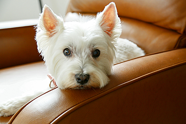 West Highland White terrier resting in armchair 