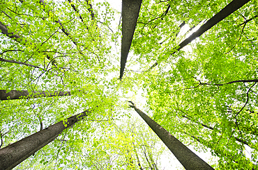 Low angle view of Yellow Poplar and Sugar Maple trees in springtime