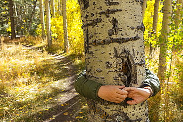 USA, New Mexico, Hands of boy hugging aspen tree in Santa Fe National Forest