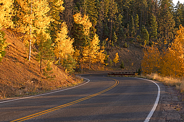 Usa, New Mexico, Santa Fe, Road and trees in Fall colors in Sangre De Cristo Mountains