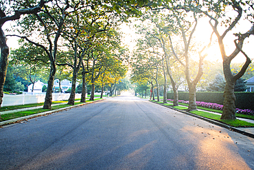 Empty treelined suburban street in morning light