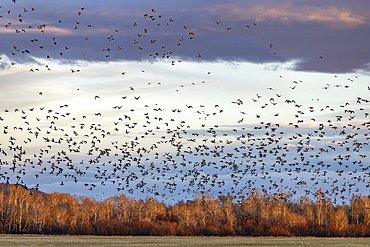 Flock of migrating mallard ducks flying over fields and trees at sunset