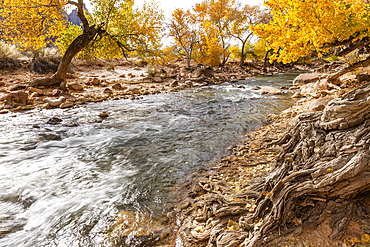 Virgin River flowing through Zion National Park in autumn