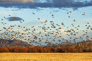 Migrating mallard duck in flight over fields and hills at sunset