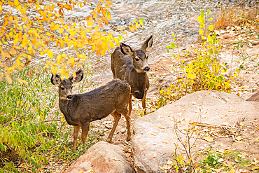 Mule deer standing near Virgin River in Zion National Park