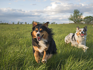 USA, Virginia, Blacksburg, Two Australian Shepherds running in grassy field