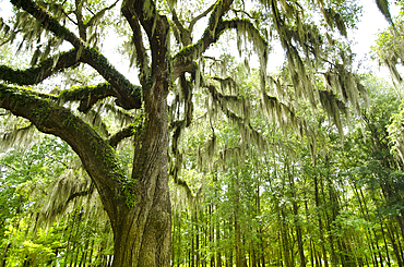 Spanish Moss on a Southern Live Oak tree, Charleston, SC, USA