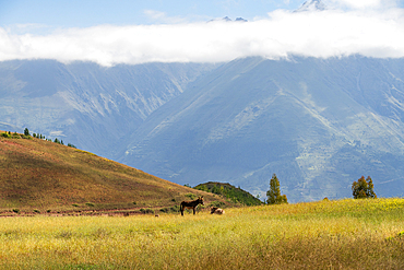 Two donkeys in grassy field in Sacred Valley of the Incas