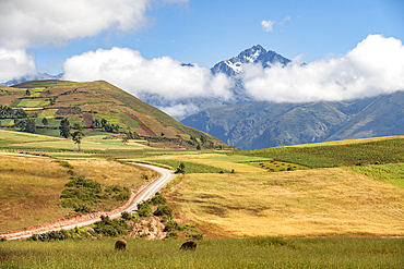 Donkeys grazing in grassy field in Sacred Valley of the Incas