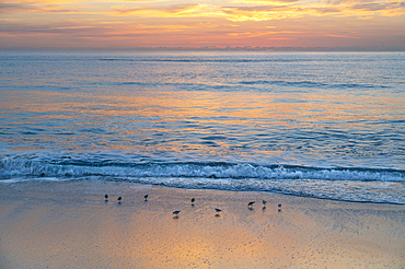 Sandpipers at sunrise on Boca Raton Beach